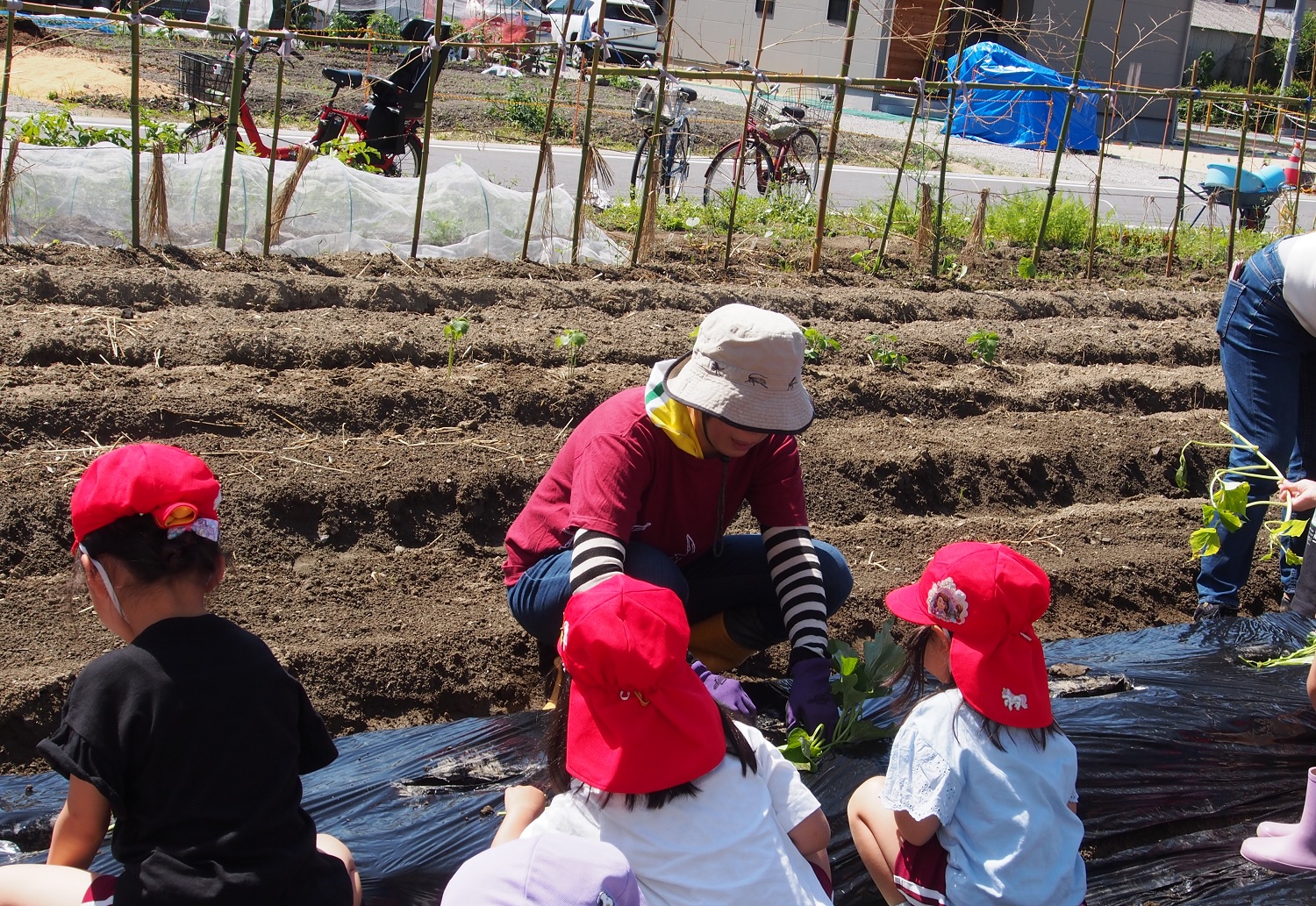 立入農活くらぶ　活動のようす画像　幼稚園児とサツマイモ苗植え