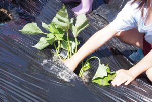 立入農活くらぶ　活動のようす画像　苗を植える園児