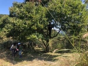 くぬぎの森自然遊び広場＆山の暮らし学校　栗の木に登ってイガ栗を落とそうとしているところ