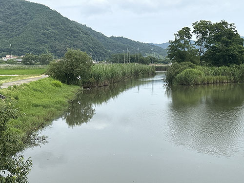 ヴォーリズ倶楽部　北之庄沢・西の湖クリーンプロジェクト　葭原が広がる、北之庄沢の美しい水郷風景